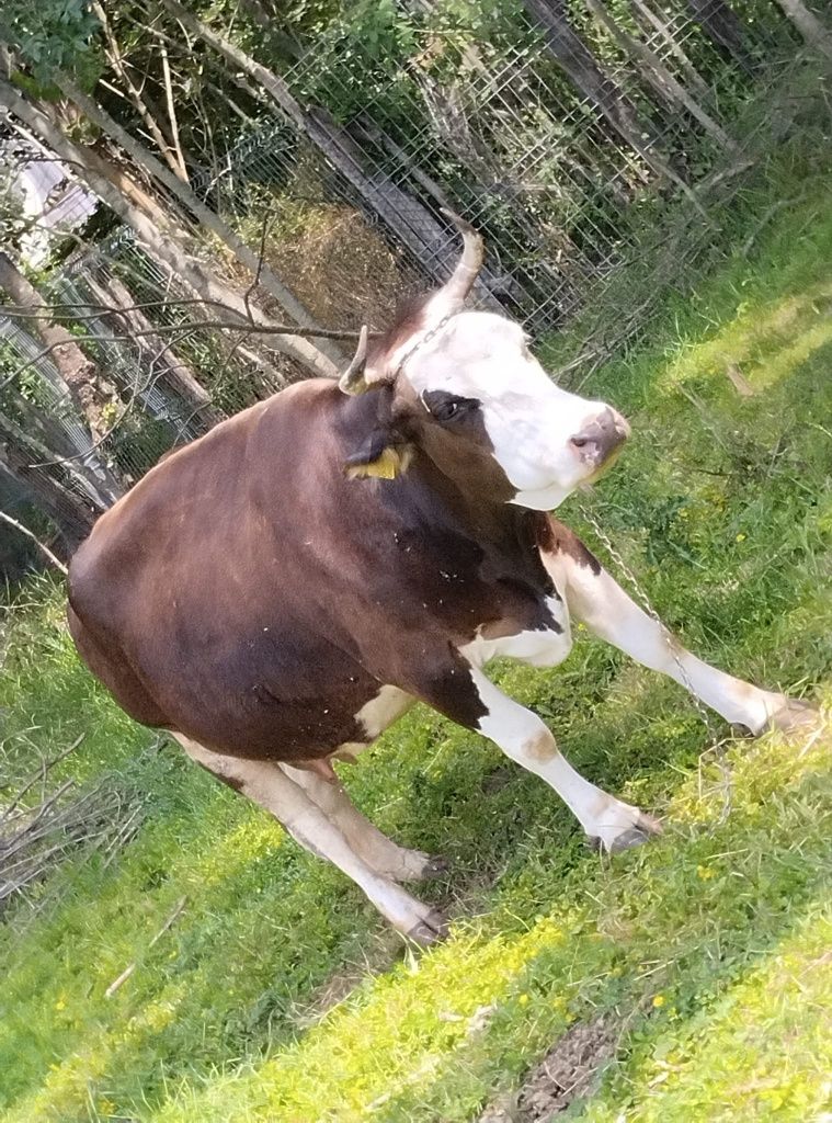 Vacă gestantă de vânzare