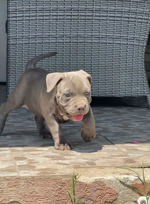 Pui cu pedigree exceptionali