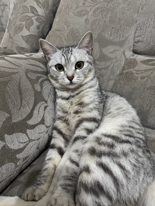 Шотландская кошка