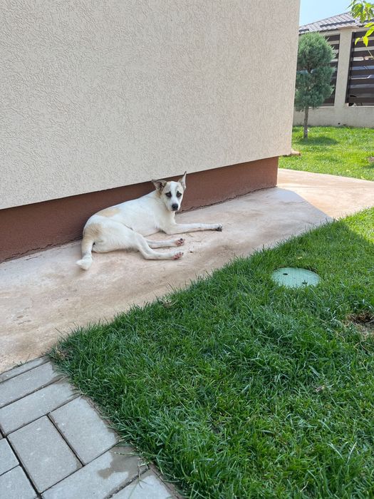 Ofer spre adoptie catelusa metis talie medie