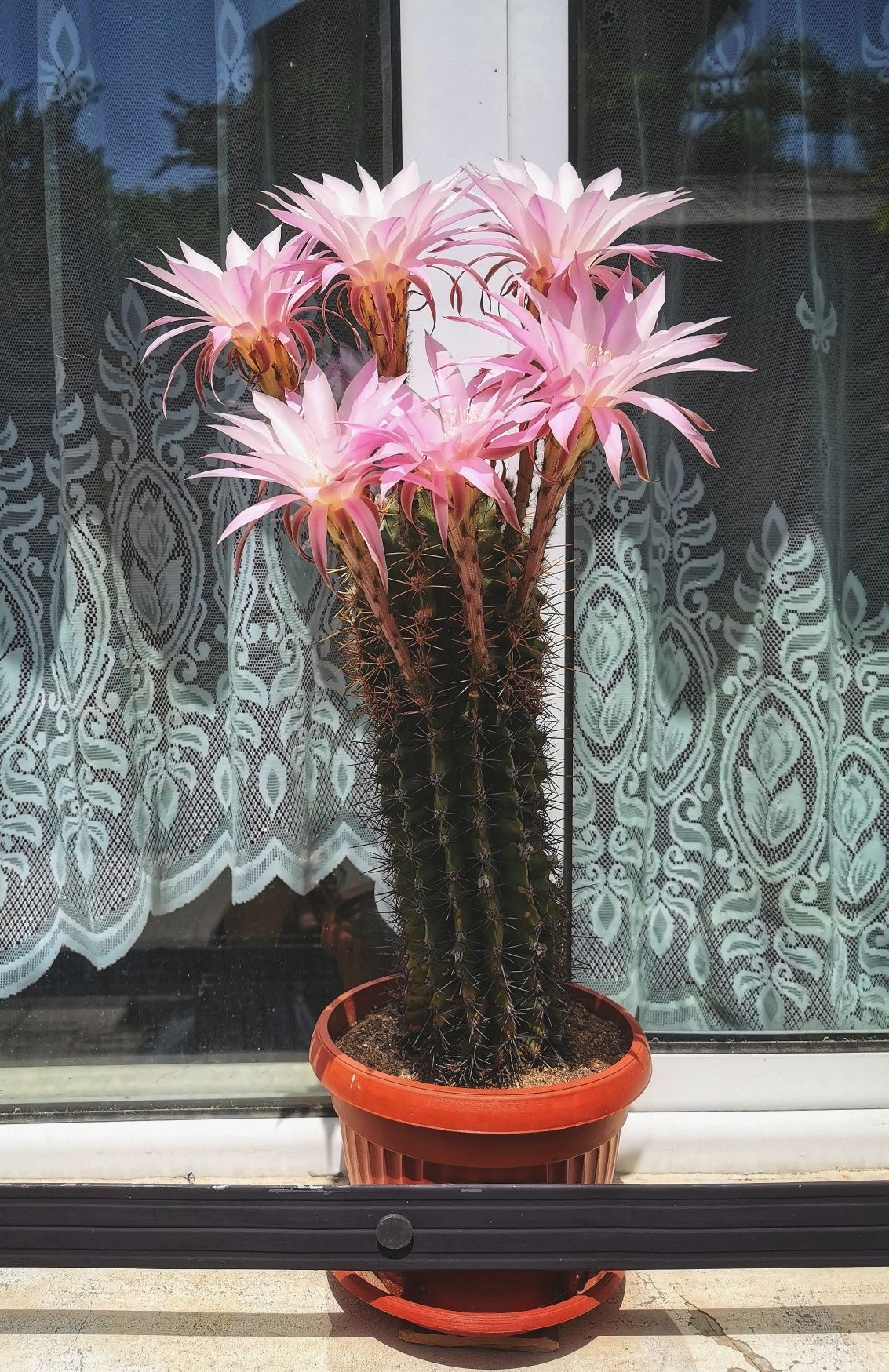 Цъфтящи кактуси Ехинопсис (Echinopsis eyriesii) (различни големини)