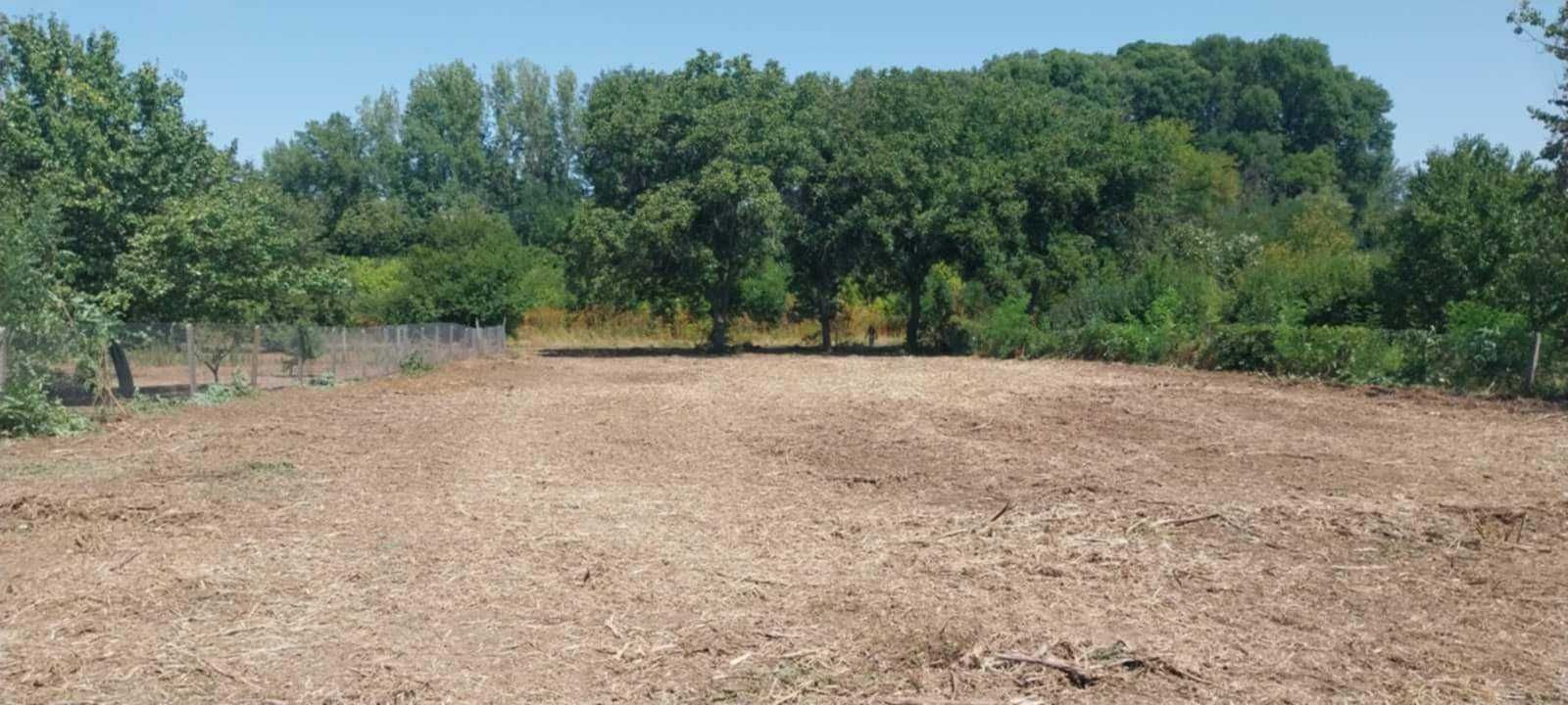 Собственик продава УПИ в с. Ряхово - до р. Дунав