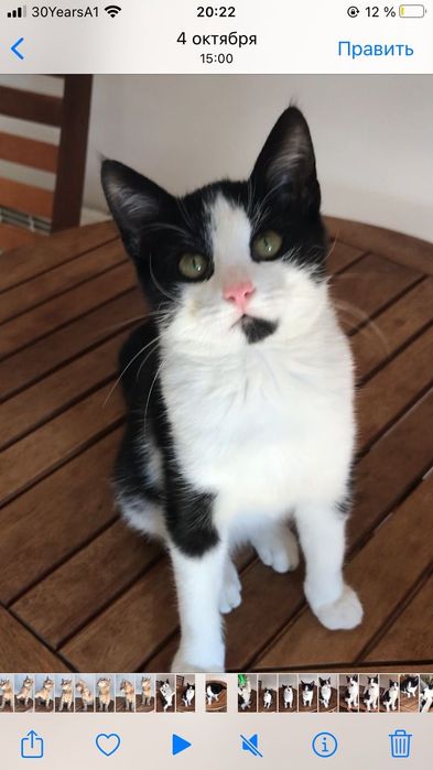 подаряват се котенца