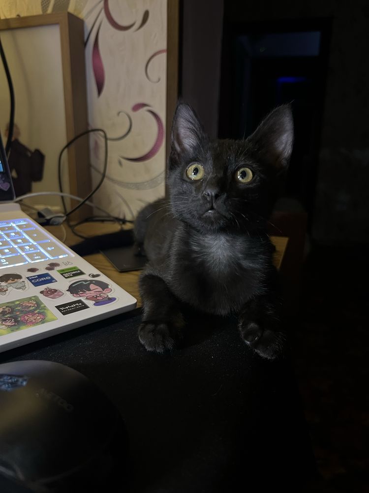 Котенок дворняшка