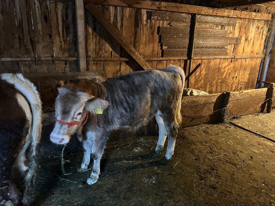 Tăurași românești