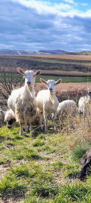 Țap și capre disponibile