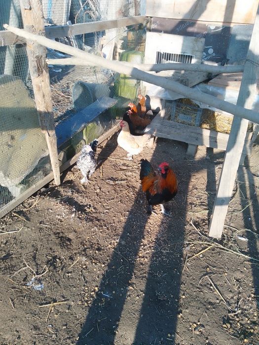 De vânzare găini pitici și rațe românești