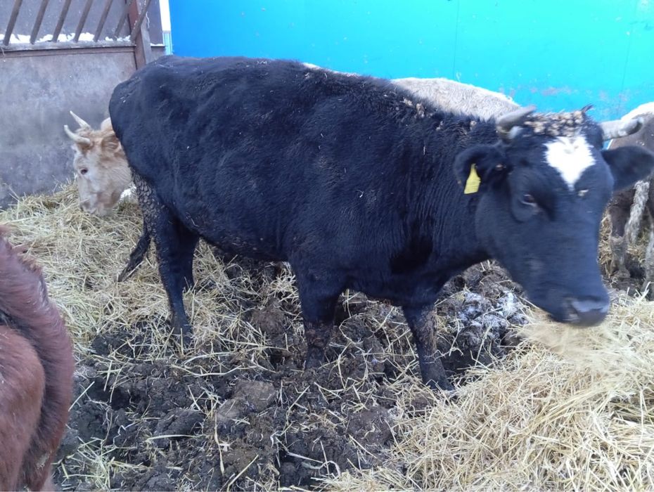 Продам коров и телят