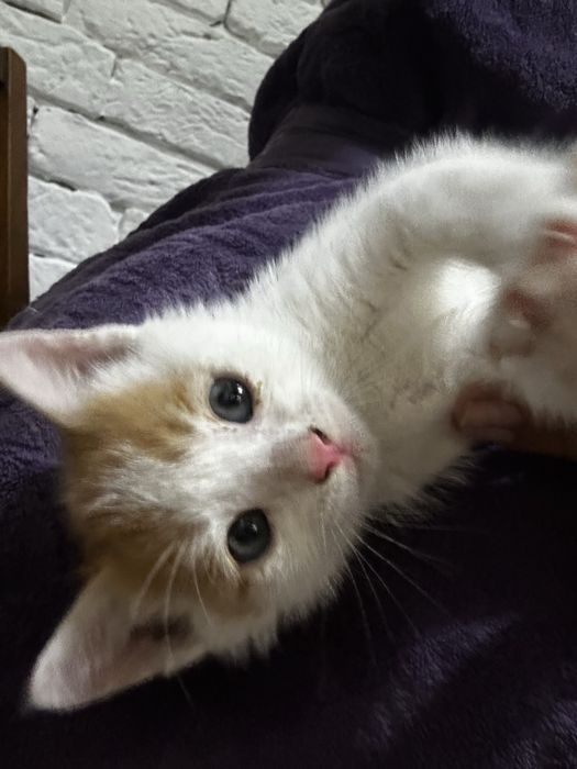 Отдам котенка в добрые руки