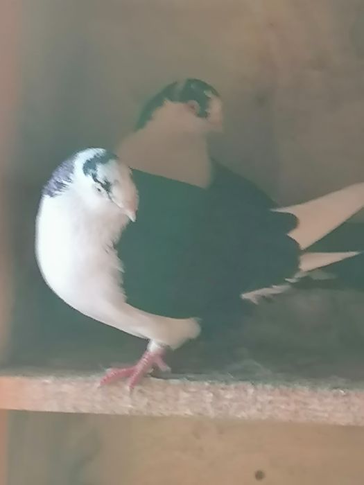 Porumbei  de vânzare