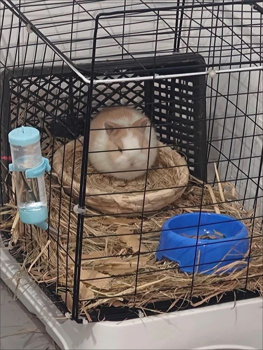 200.000 so‘mdan minik quyonchalar!
Farzandingiz uchun tirik do‘st!