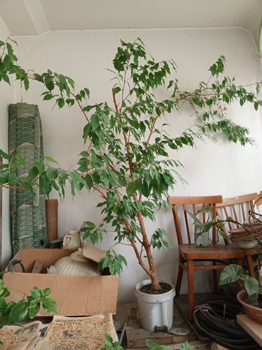 Фикус Бенджамин, Цветок, Комнатное растение, комнатное дерево