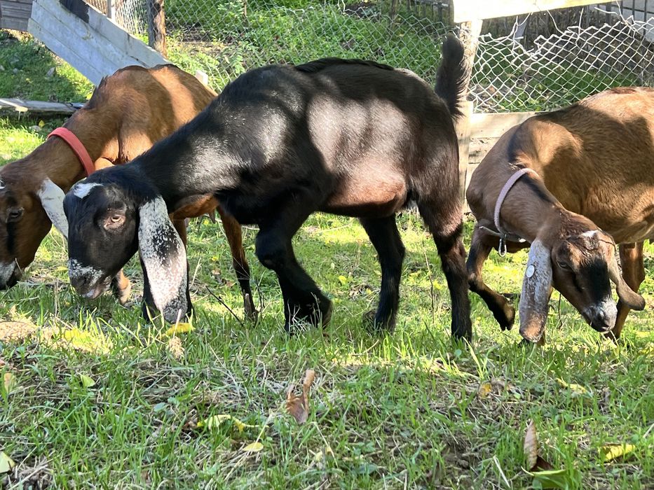 Iede anglonubian din parinti cu pedigree capra