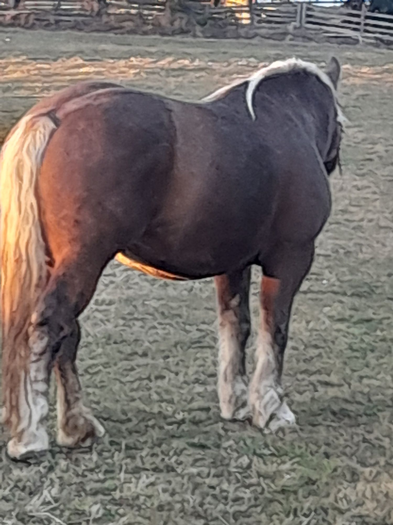 Cai de vânzare iapă și armăsar!