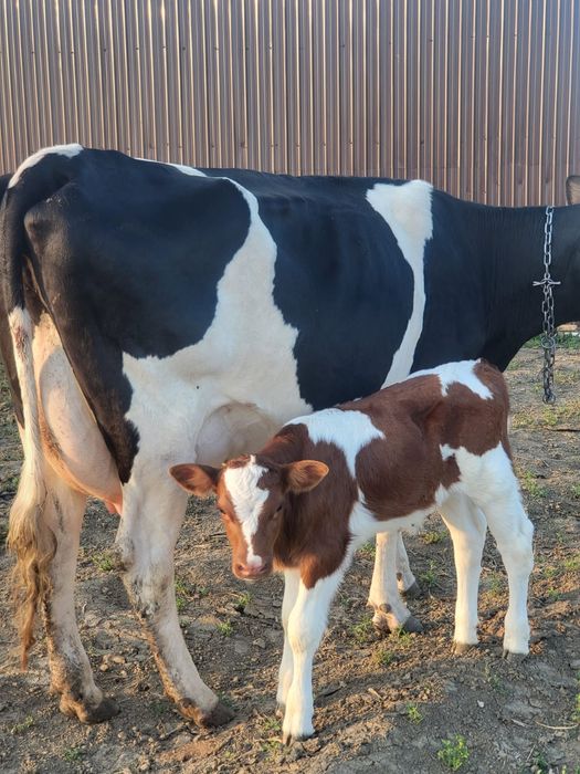 Vacii junici vitei Hollstain