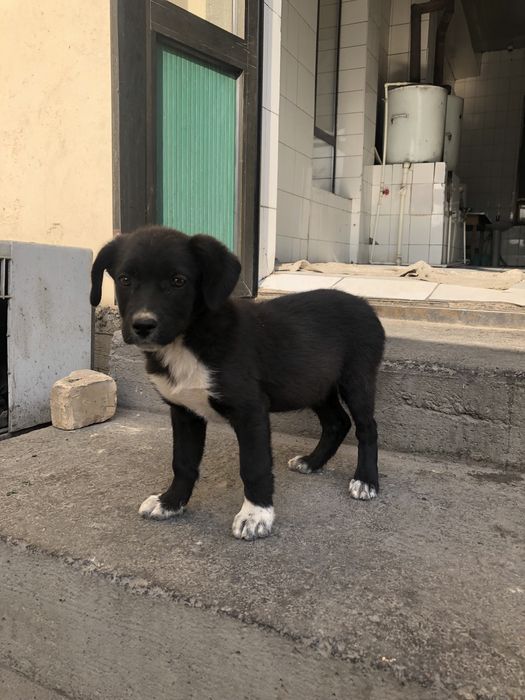 Kuchuk bolasi 100 ming