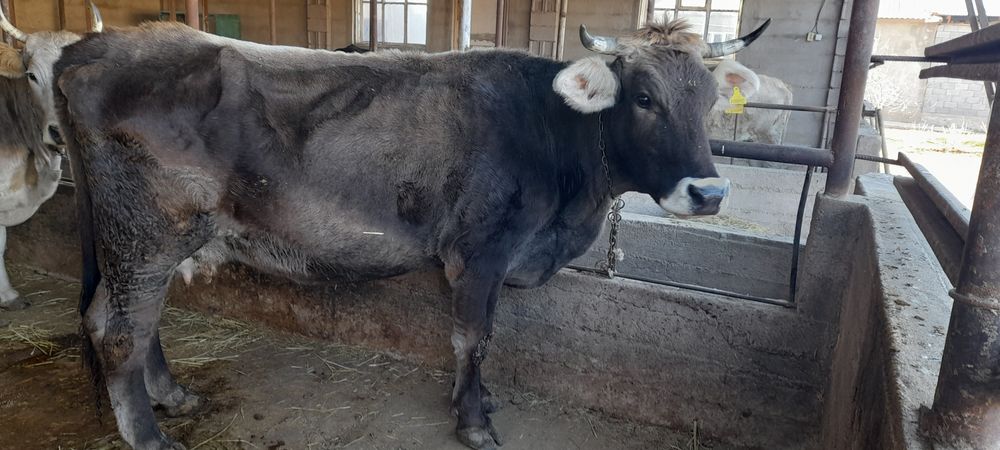 Продам молочных коров.