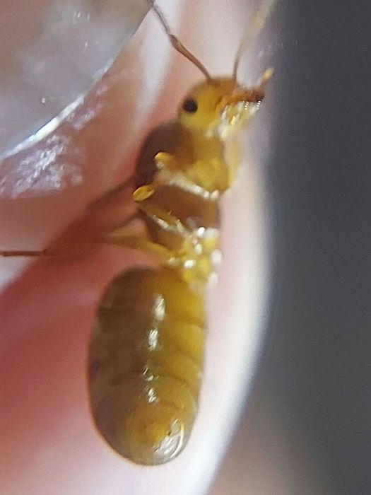 Муравьи редкие, Lasius flavescens название.