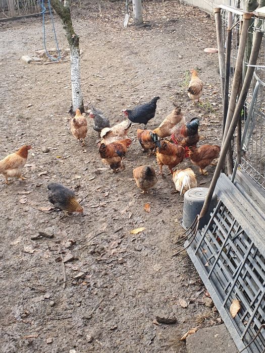 Pers fiz Vand cocosi