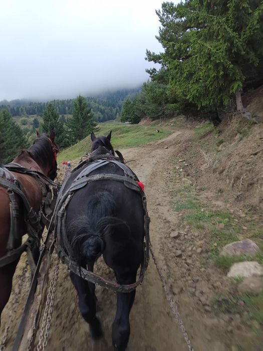 Andrei ionela dumitru