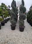 Plante Ornamentale Oriunde in tara calitate extra