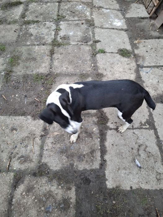 Donez catea pe gratis