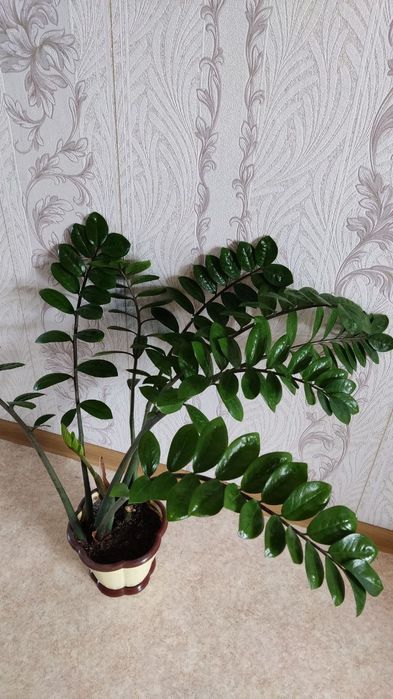 Продам Замиокулькас (долларовое дерево)