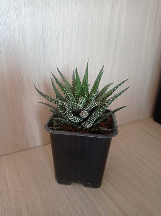 продам суккуленты  хавортию 2 вида,