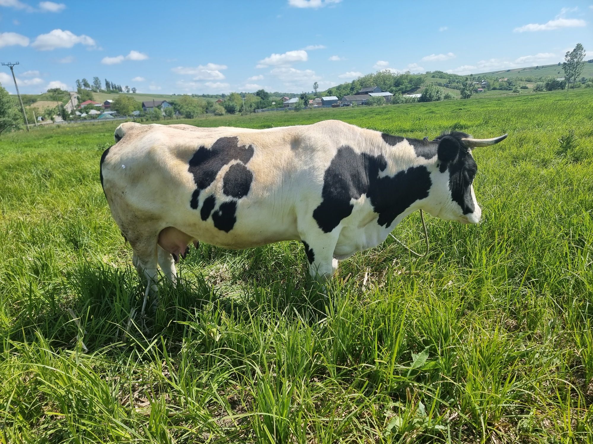 Vând vaca belgiana și o junica Angus cu vitel