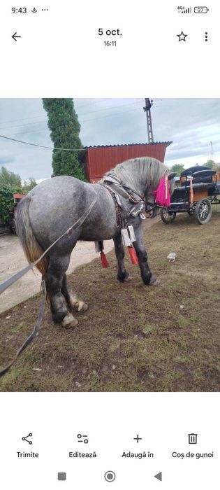 Vând armăsar 2 ani