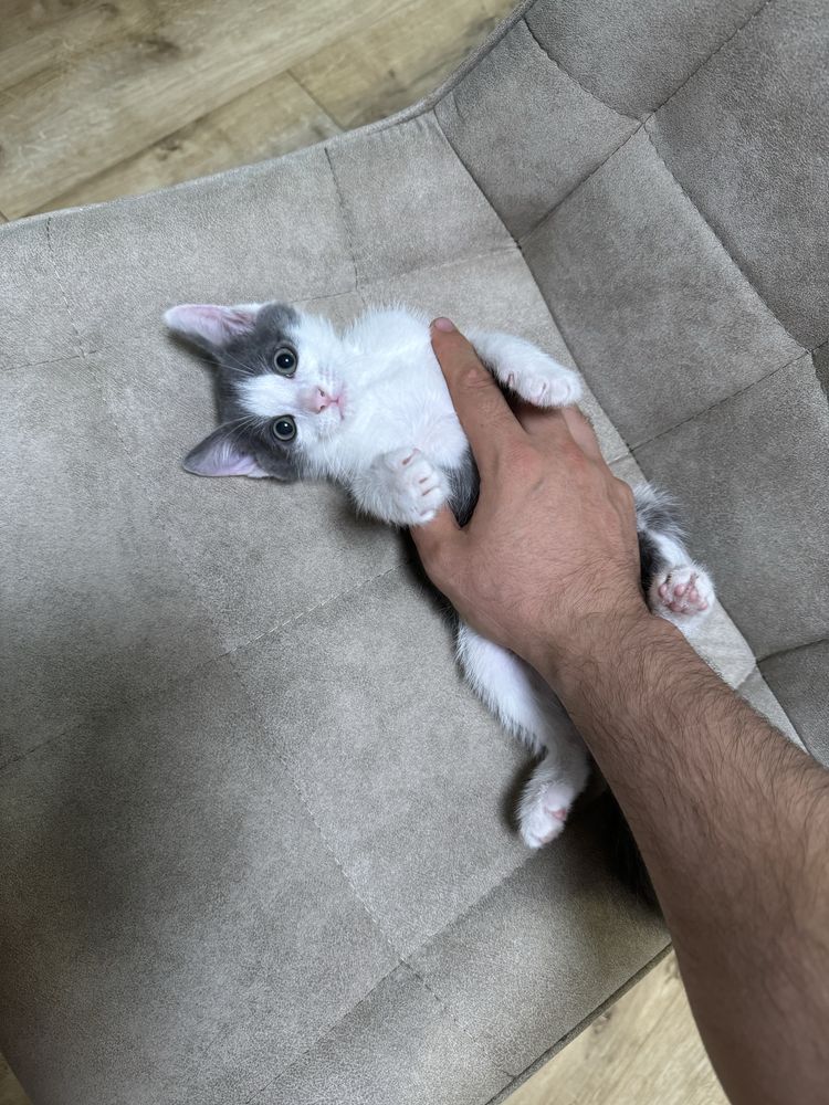 Отдам котёнка в добрые руки
