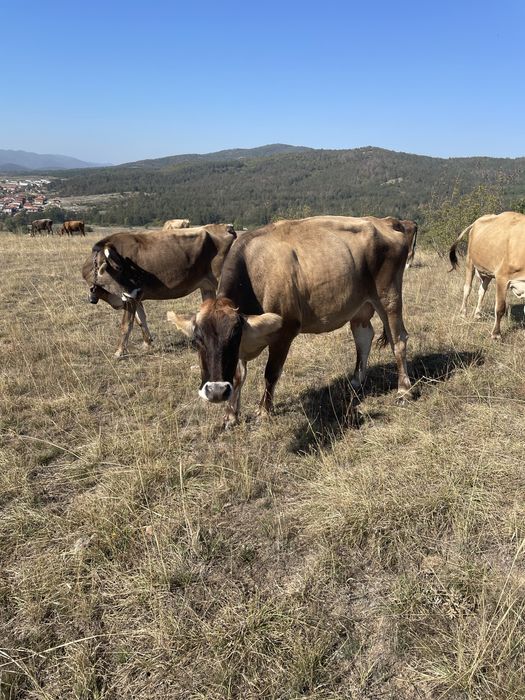 Елитни крави БКГ