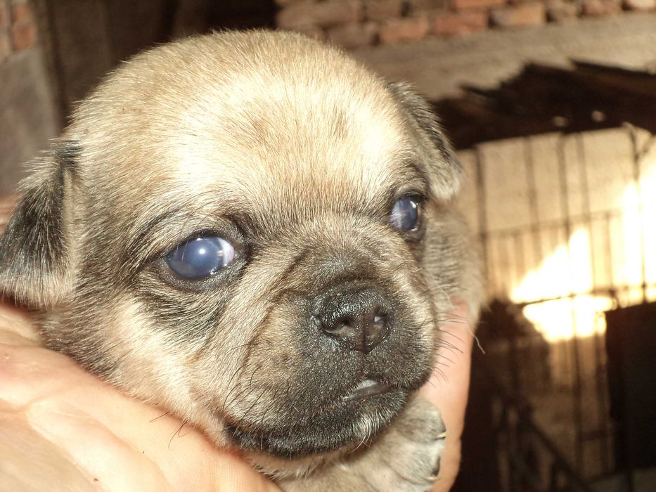 МОПС-бебета-3 броя!!!