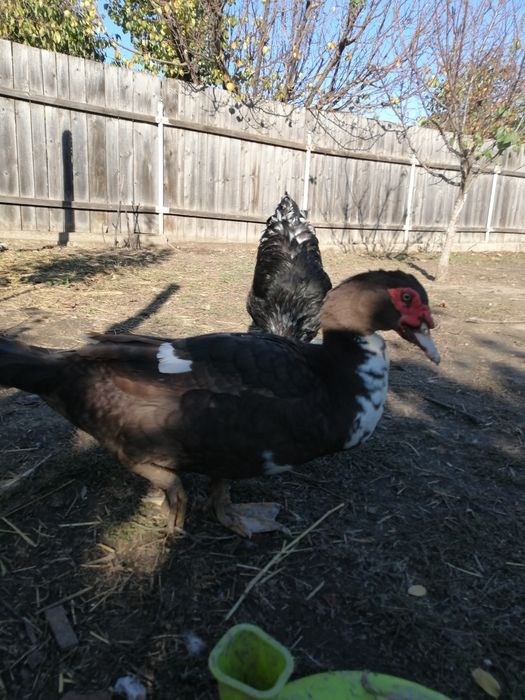 Rate mute ciocolatiu cu alb