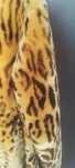 Vând haina de blana naturala animal print