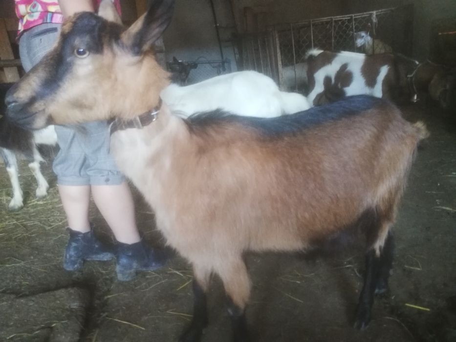 Capre bune cu lapte
