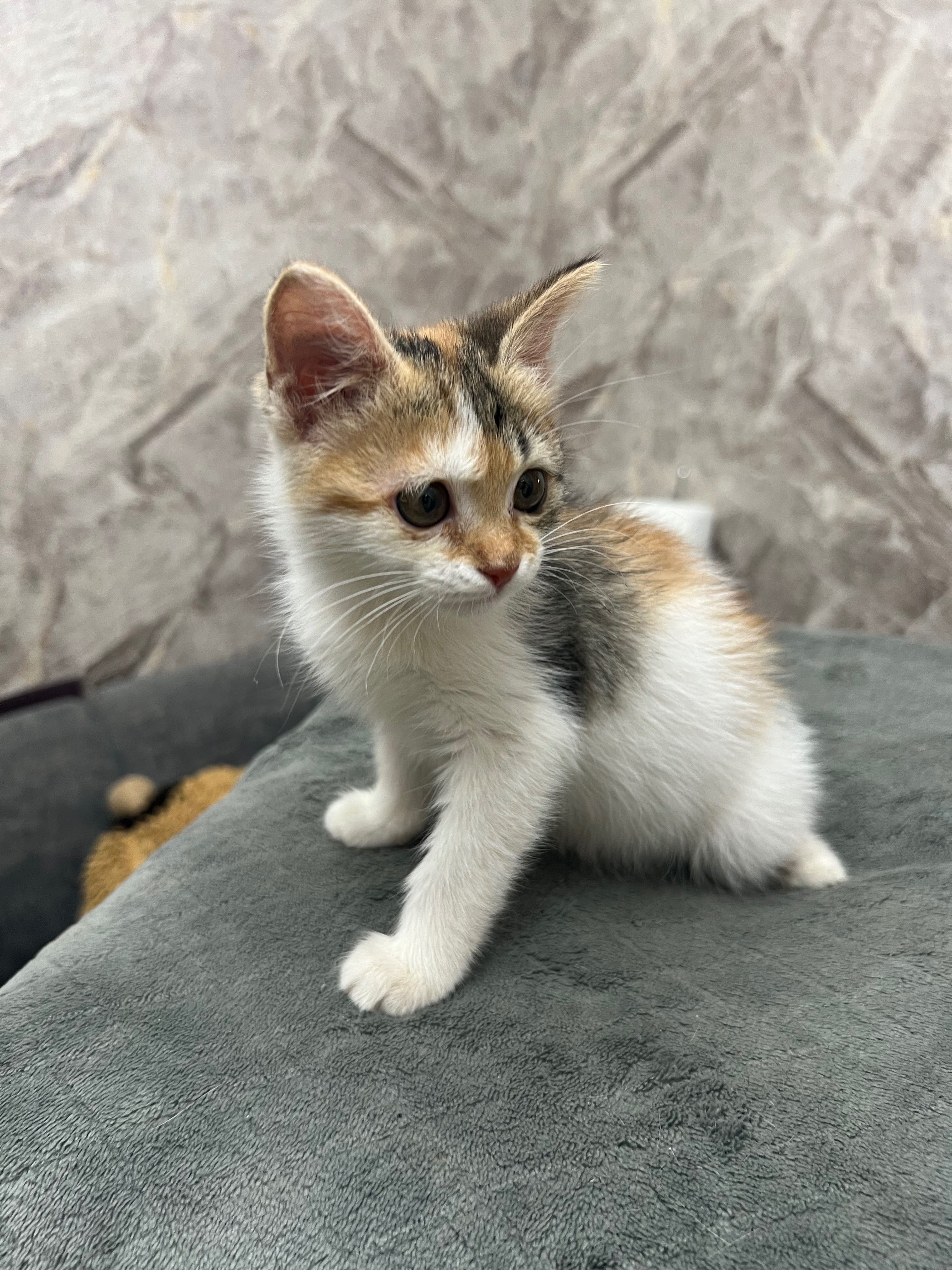 Котята домашние маленькие