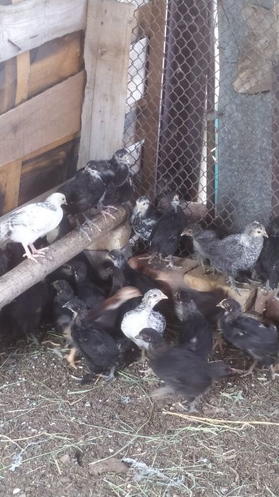 Домашние цыплята.