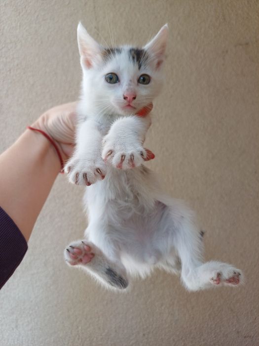 Подарявам сладки котета на 1 месец