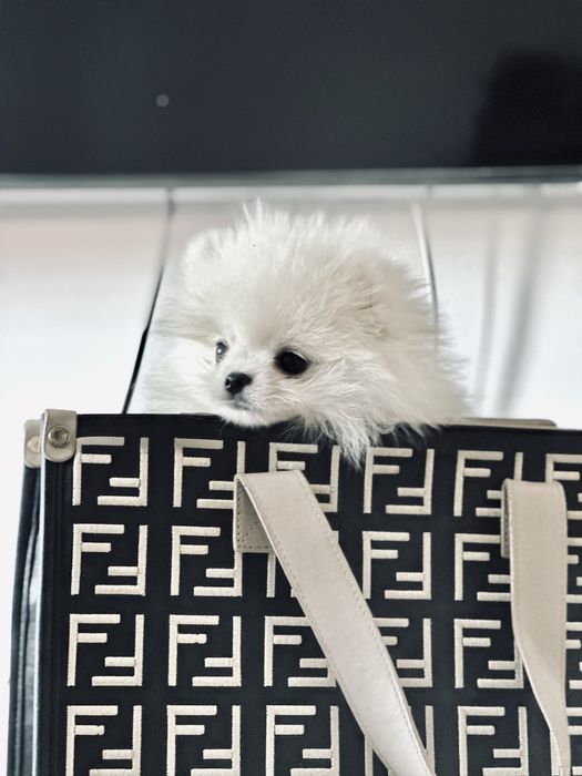 Pomeranian de vanzare femela si mascul