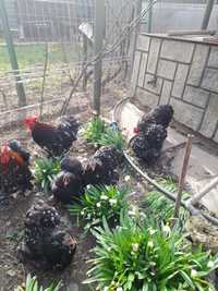 Ouă cochinchina pitic negru bobat, brahma potârnichiu și mii de flori