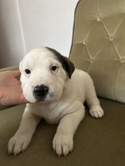 Pui caine mix Shar Pei
