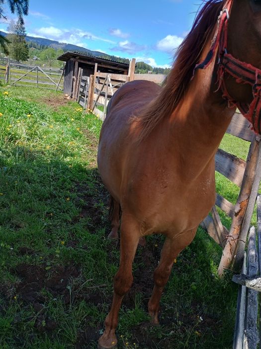 Mânză de vânzare de trei ani