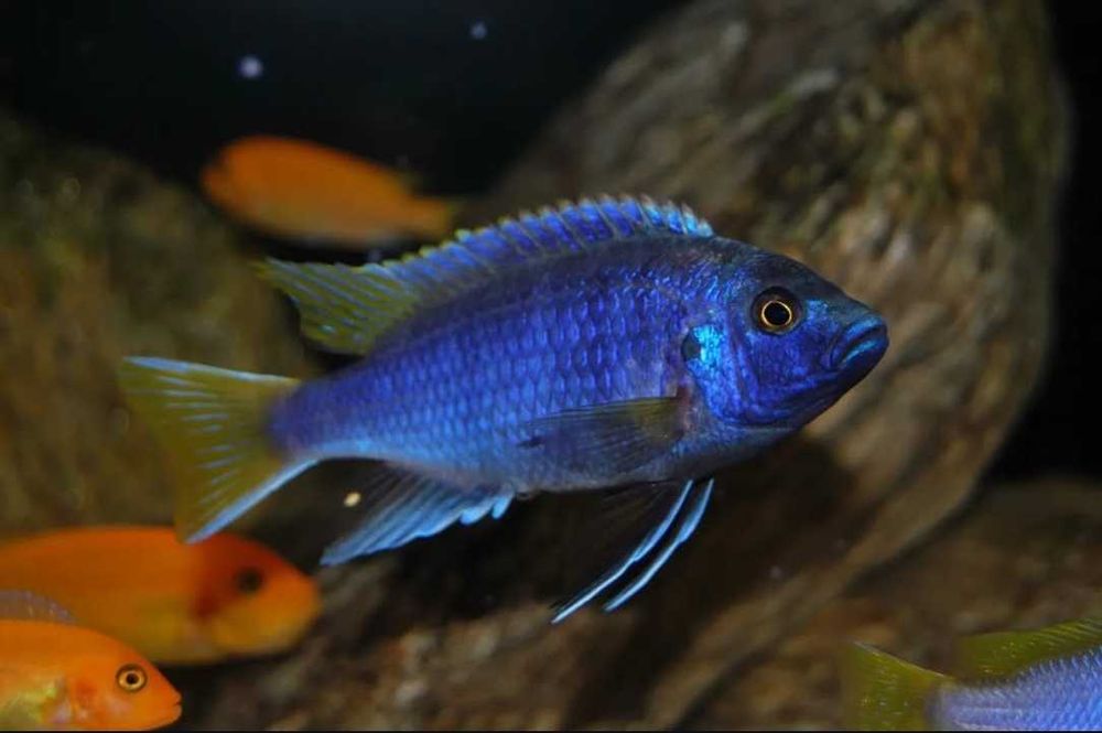 Псевдотрофеус Ацей Лювала Риф