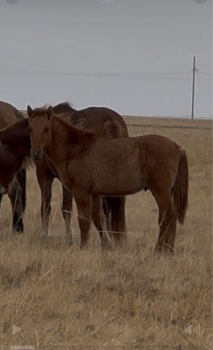 Мұғалжар тұқымды Кенже туған 2 еркек жабағы сатылады