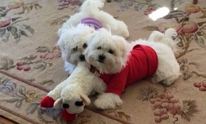 Продаётся Девочка Бишон Фризе