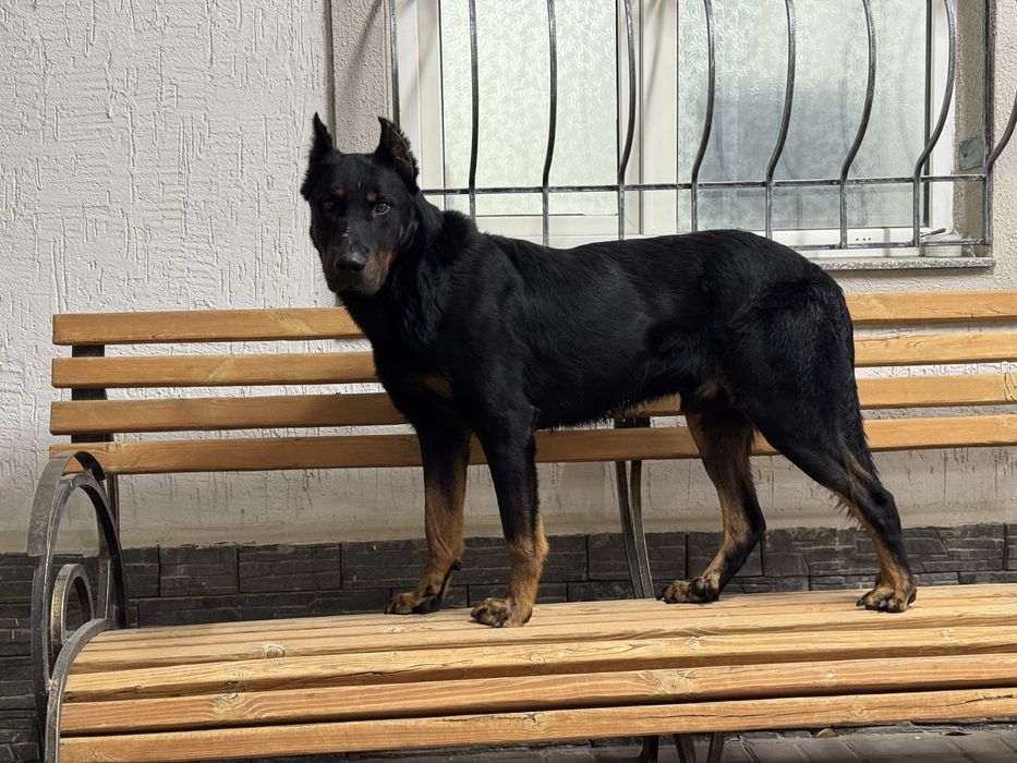 Пропала собака !!!