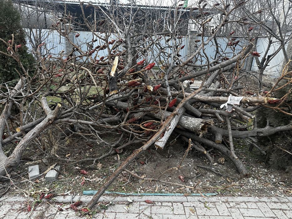 Отдам спиленные деревья