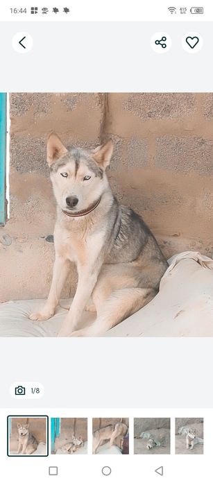 Пропала собака хаски девочка