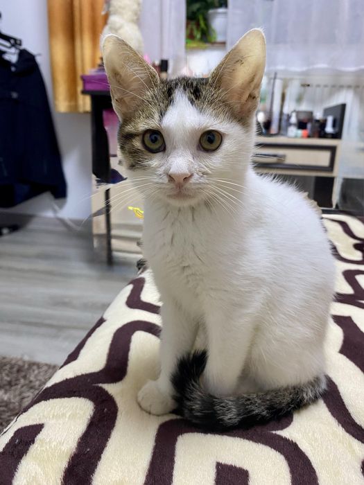 Pisicuta isi cauta o familie iubitoare!